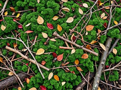 Yard waste and landscaping debris removal